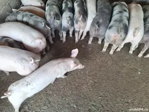 Vand grasuni - imagine 3