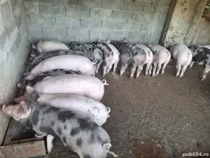 Vand grasuni - imagine 4