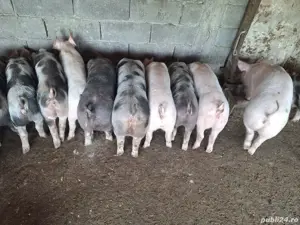 Vand grasuni - imagine 2