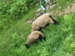 vand oi suffolk+berbecuti