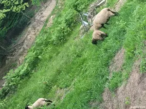 vand oi suffolk+berbecuti - imagine 2