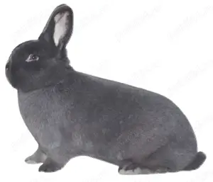 iepuri de rasa - imagine 2