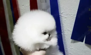Pomeranian teacup boo