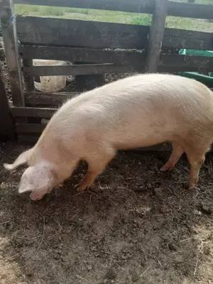 Vând porci grași pt sacrificat