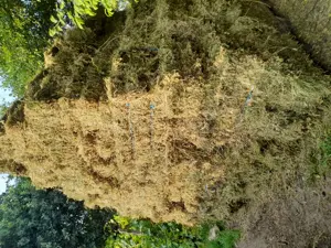 Baloti de lucernă 30lei  buc 