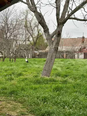 Teren intravilan de vânzare   1000 mp, Comuna Unirea, Călărași   lângă parc, cu pomi fructiferi, puț - imagine 5