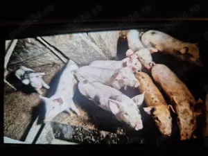 Vand purcei de 7 luni