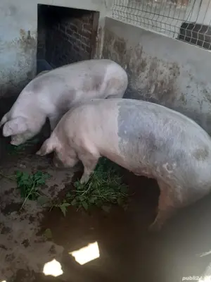 porci 130-140kg - imagine 2