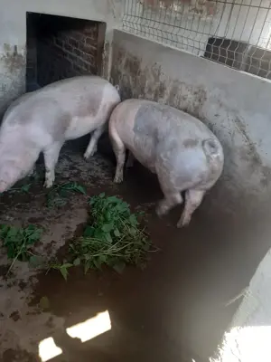 porci 130-140kg - imagine 3