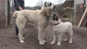 Căței Ciobănesc de Asia Centrală, Mioritic , Românesc de Bucovina,  Caucazian, Carpatinl, Alabai,   - imagine 5 Căței Ciobănesc de Asia Centrală, Mioritic , Românesc de Bucovina,  Caucazian, Carpatinl, Alabai,   - imagine 5