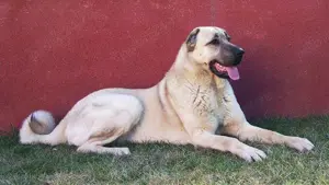 Căței Ciobănesc de Asia Centrală, Mioritic , Românesc de Bucovina,  Caucazian, Carpatinl, Alabai,  