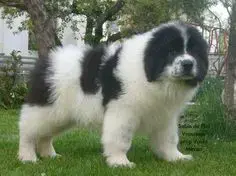 Căței Ciobănesc de Asia Centrală, Mioritic , Românesc de Bucovina,  Caucazian, Carpatinl, Alabai,   - imagine 7 Căței Ciobănesc de Asia Centrală, Mioritic , Românesc de Bucovina,  Caucazian, Carpatinl, Alabai,   - imagine 7