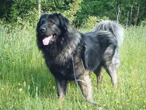 Căței Ciobănesc de Asia Centrală, Mioritic , Românesc de Bucovina,  Caucazian, Carpatinl, Alabai,   - imagine 4 Căței Ciobănesc de Asia Centrală, Mioritic , Românesc de Bucovina,  Caucazian, Carpatinl, Alabai,   - imagine 4