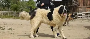 Căței Ciobănesc de Asia Centrală, Mioritic , Românesc de Bucovina,  Caucazian, Carpatinl, Alabai,   - imagine 6 Căței Ciobănesc de Asia Centrală, Mioritic , Românesc de Bucovina,  Caucazian, Carpatinl, Alabai,   - imagine 6