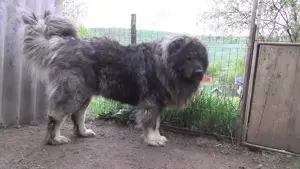 Căței Ciobănesc de Asia Centrală, Mioritic , Românesc de Bucovina,  Caucazian, Carpatinl, Alabai,   - imagine 3 Căței Ciobănesc de Asia Centrală, Mioritic , Românesc de Bucovina,  Caucazian, Carpatinl, Alabai,   - imagine 3