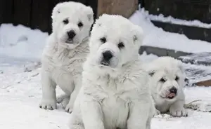 Căței Ciobănesc de Asia Centrală, Mioritic , Românesc de Bucovina,  Caucazian, Carpatinl, Alabai,   - imagine 2 Căței Ciobănesc de Asia Centrală, Mioritic , Românesc de Bucovina,  Caucazian, Carpatinl, Alabai,   - imagine 2