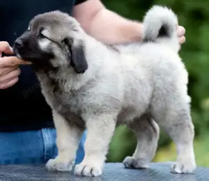 Căței Ciobănesc de Asia Centrală, Mioritic , Românesc de Bucovina,  Caucazian, Carpatinl, Alabai,   - imagine 10 Căței Ciobănesc de Asia Centrală, Mioritic , Românesc de Bucovina,  Caucazian, Carpatinl, Alabai,   - imagine 10