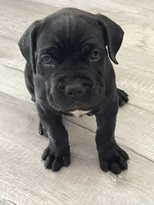 Cane Corso