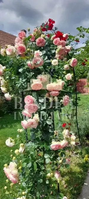 Casa individuala Central pozitionata in Dumbravita0 1147mp teren - imagine 9