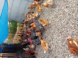 de vanzare gaini care oua foarte bine - imagine 4