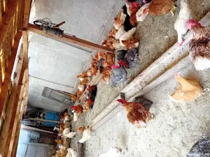 de vanzare gaini care oua foarte bine - imagine 2