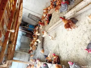 de vanzare gaini care oua foarte bine