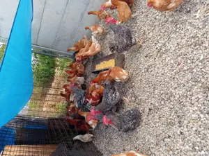 de vanzare gaini care oua foarte bine - imagine 3