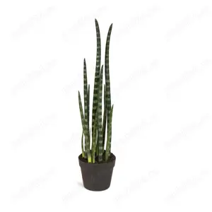 Sulița africană (Sansevieria cylindrica) -  planta șarpe - frunze cca 1m