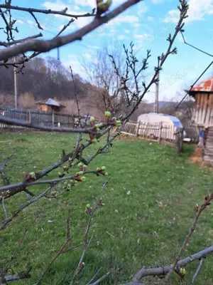 Teren si casa traditionala Corbii de Piatra, Arges - imagine 4