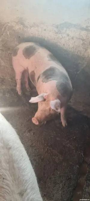 Porci