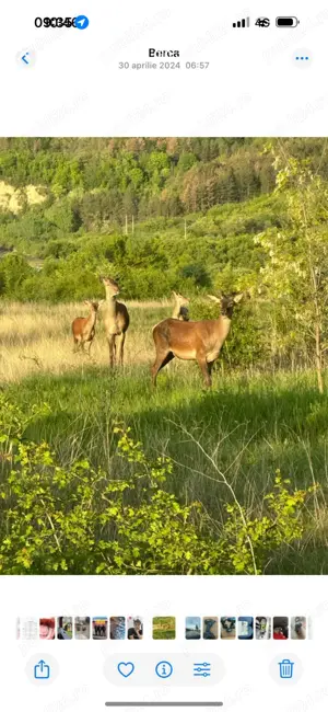 Teren intravilan Izvoranu