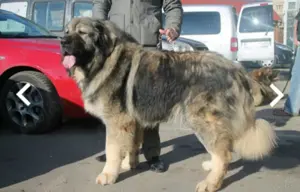 Băiat Ciobănesc Caucazian talie mare și masiv! - imagine 4