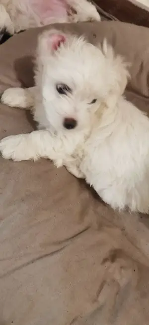 Căței bichon maltez  - imagine 3