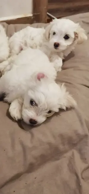 Căței bichon maltez  - imagine 2