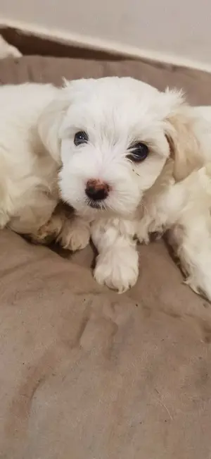 Căței bichon maltez  - imagine 4