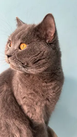 Motănel british shorthair blue  - imagine 3