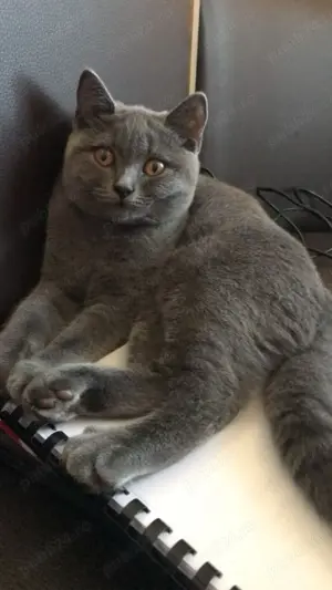 Motănel british shorthair blue  - imagine 2