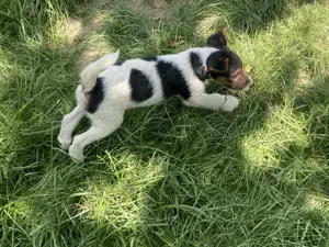 Vind căței metiș, mama Fox Terrier si tata Ciobanesc German