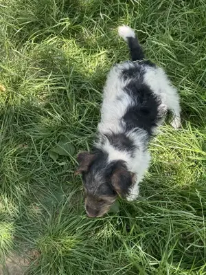 Vind căței metiș, mama Fox Terrier si tata Ciobanesc German - imagine 5