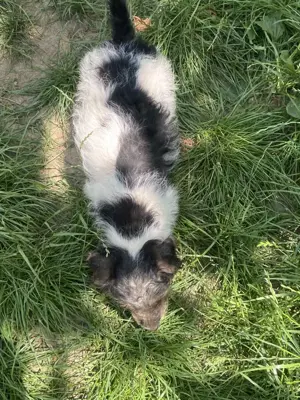 Vind căței metiș, mama Fox Terrier si tata Ciobanesc German - imagine 4