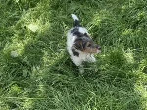 Vind căței metiș, mama Fox Terrier si tata Ciobanesc German - imagine 2