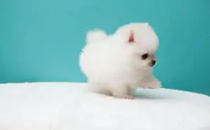 Pomeranian mini  100% rasa pura, super jucausi, energici, Pasaport-Transport la Zalau - imagine 2