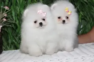 Hrana GRATUITA- Pomeranian Mini Alb de vanzare cu garantie,rasa pura+Pasaport+Livrare la Bucuresti - imagine 2