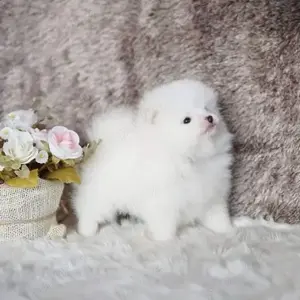 Pui Pomeranian cu Pasaport Talie Mica rasa pura-transport in tara si la Bucuresti