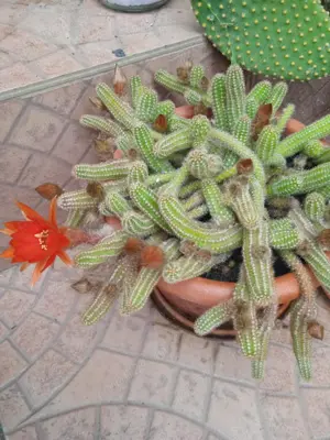 Cactus de vanzare