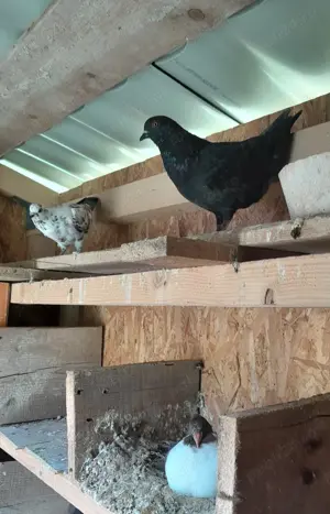 Vând porumbei modena  - imagine 3