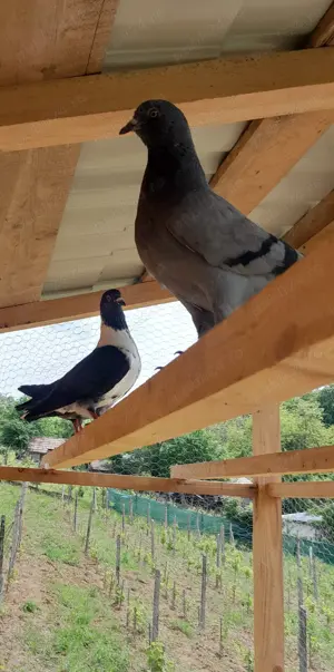 Vând porumbei modena  - imagine 4