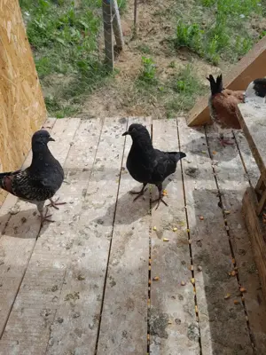 Vând porumbei modena  - imagine 5