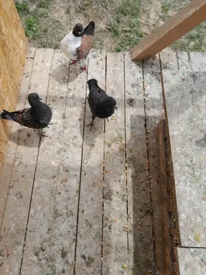 Vând porumbei modena  - imagine 2