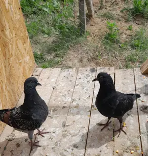 Vând porumbei modena  - imagine 2